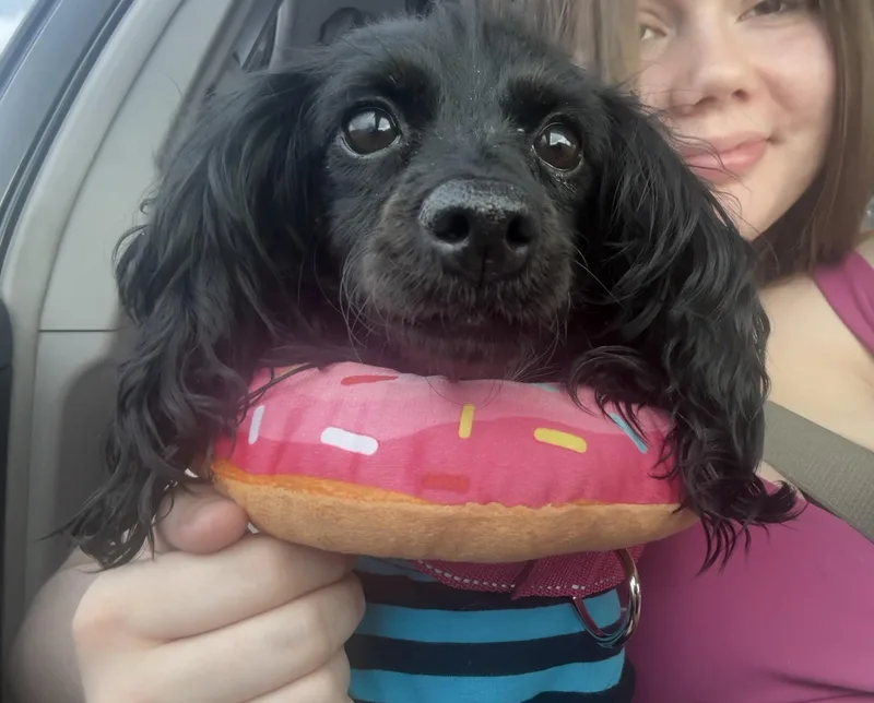 Daisy thumbnail 3