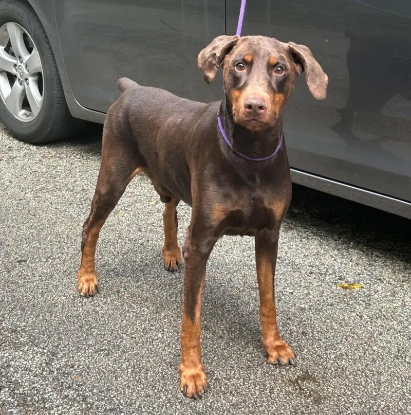 An adult large-sized male Doberman Pinscher dog named Paw Paw for adoption in Barrington, IL