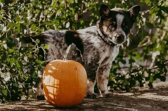 A baby medium-sized male Australian Cattle Dog / Blue Heeler dog named Musketeer for adoption in Waunakee, WI