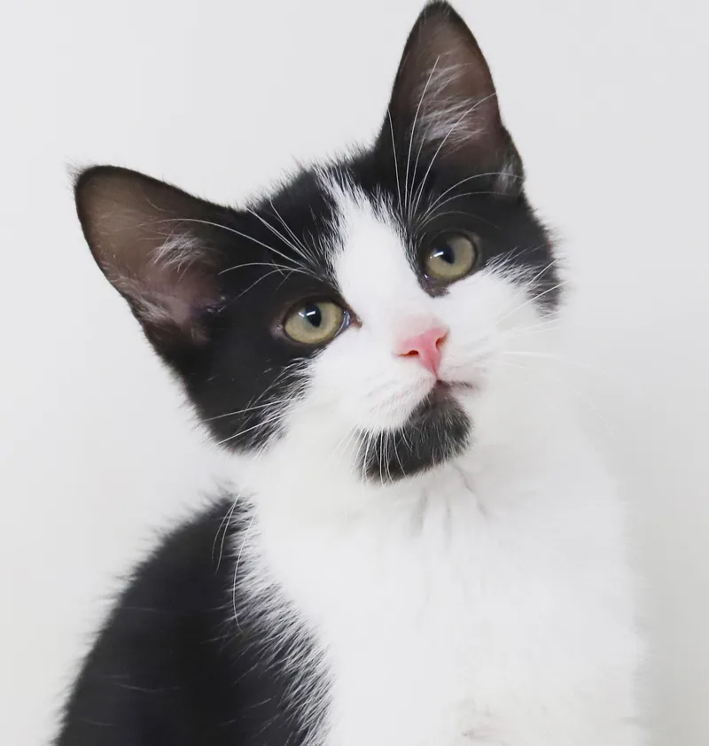 A baby small-sized female Black & White / Tuxedo Tuxedo cat named Brandy Will Wow U for adoption in Bedford Hills, NY