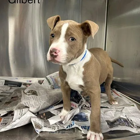 A baby small-sized male Gray / Blue / Silver Mixed Breed dog named Gilbert for adoption in Knoxville, TN