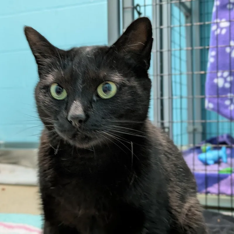 An adult medium-sized female Black Domestic Short Hair cat named Lulu for adoption in South Burlington, VT