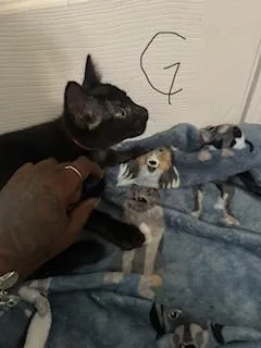 A baby small-sized female Domestic Short Hair cat named Gretchen for adoption in San Antonio, TX