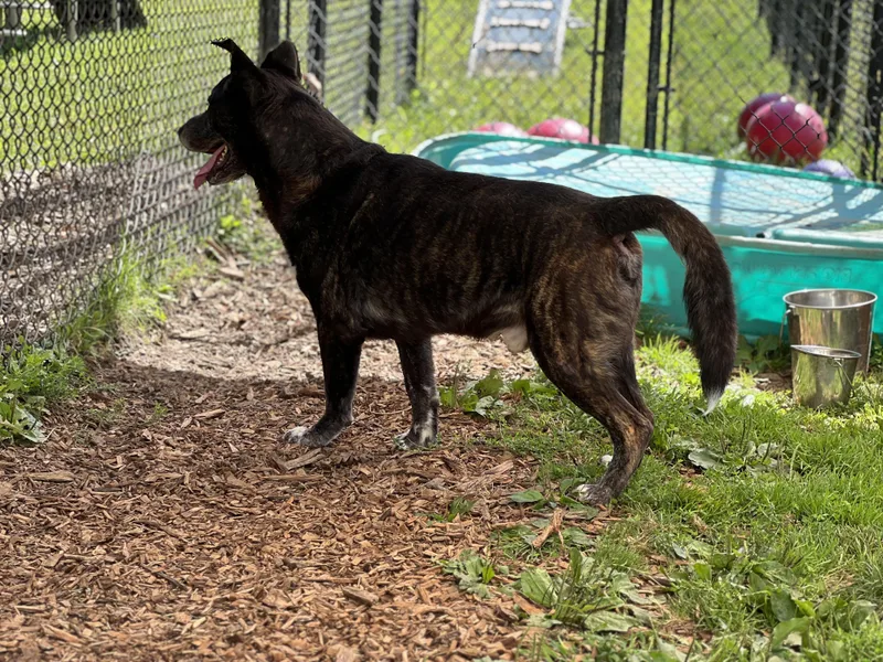 An adult large-sized male Black German Shepherd Dog dog named Rambo And Rocky for adoption in Yonkers, NY