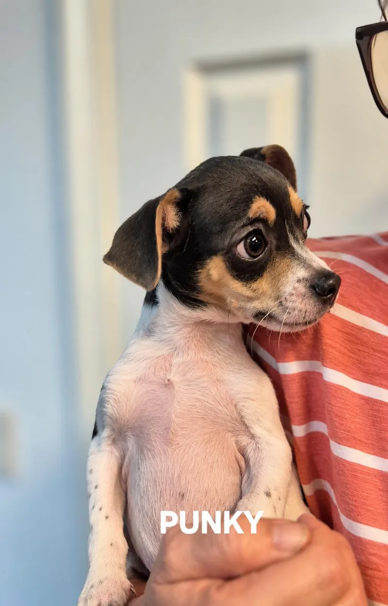 A baby small-sized male Chihuahua dog named Punky and Brewster for adoption in Media, PA