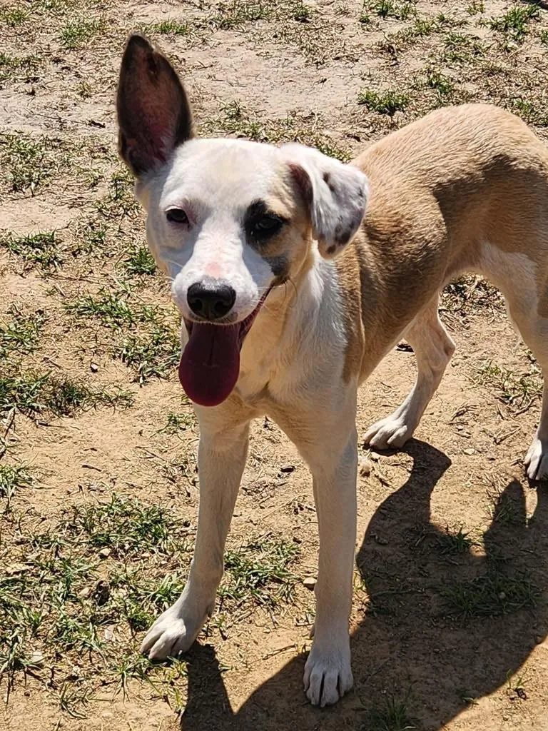 A young medium-sized female Shepherd dog named Norie for adoption in North Syracuse, NY