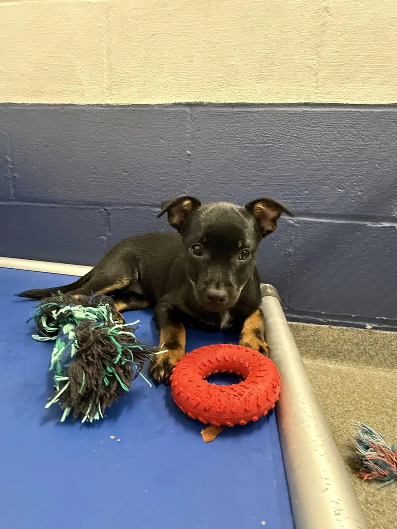 A young medium-sized female Chihuahua dog named Bunny mo AVA for adoption in Sterling, MA