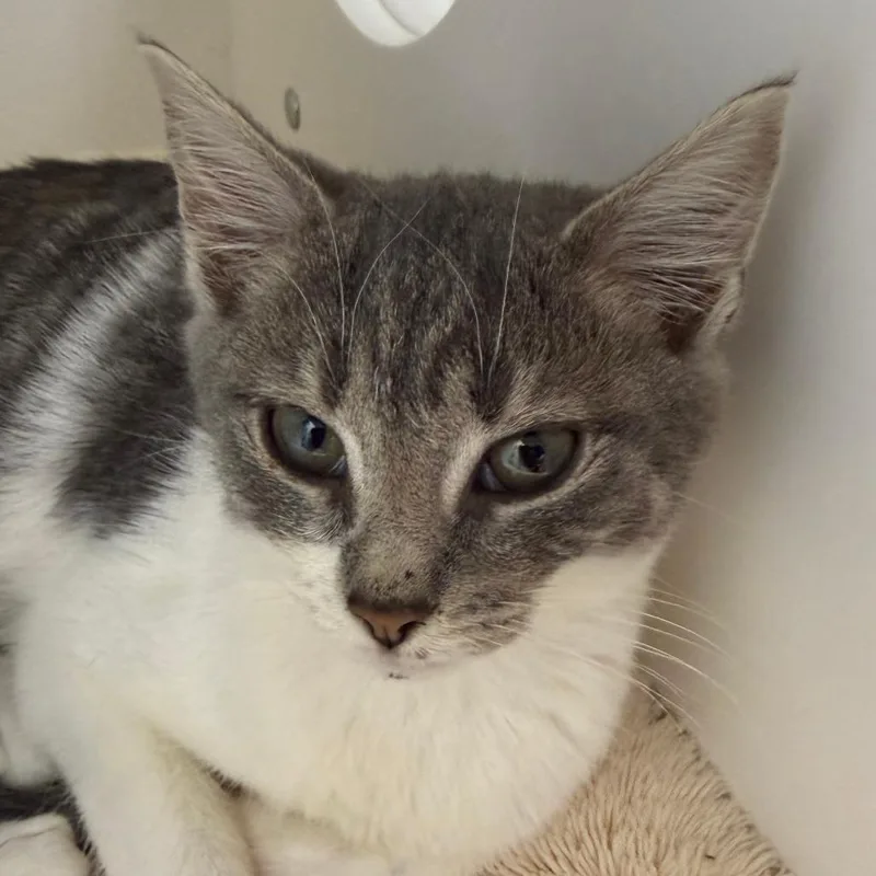 A baby small-sized female Domestic Short Hair cat named Bailee for adoption in Cumming, GA