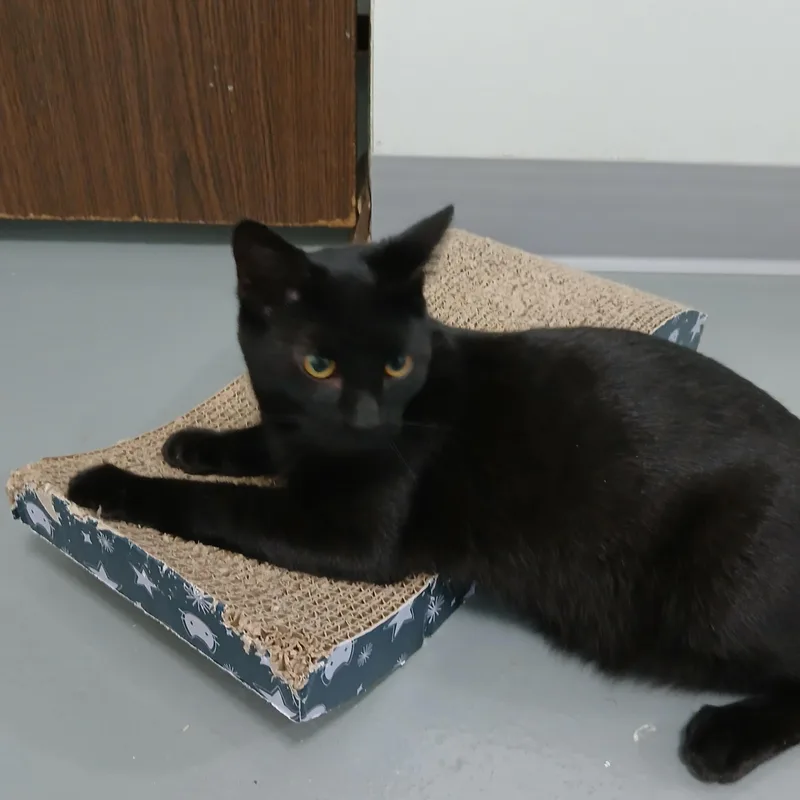 A baby medium-sized male Black American Shorthair cat named Binx for adoption in Iowa Falls, IA