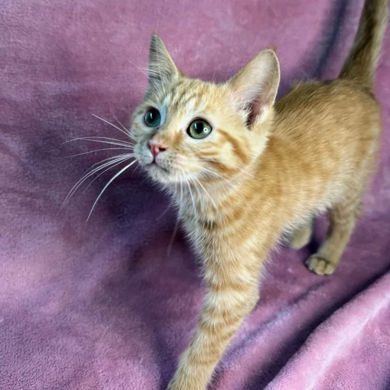 ClementineMarmalade