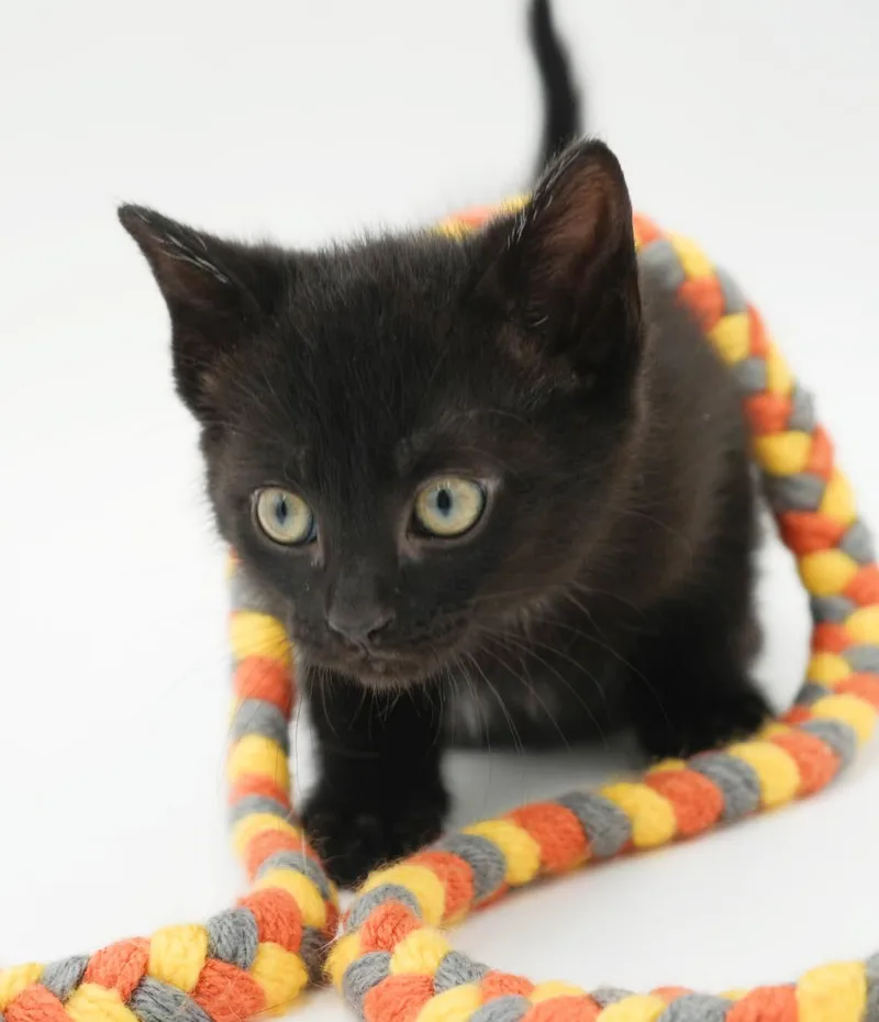A baby small-sized male Black Bombay cat named Shadow our stunning licorice for adoption in Bedford Hills, NY