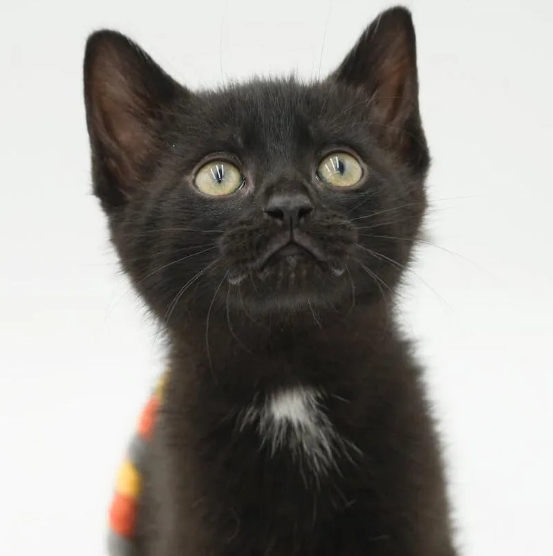 Shadow our stunning licorice thumbnail 2