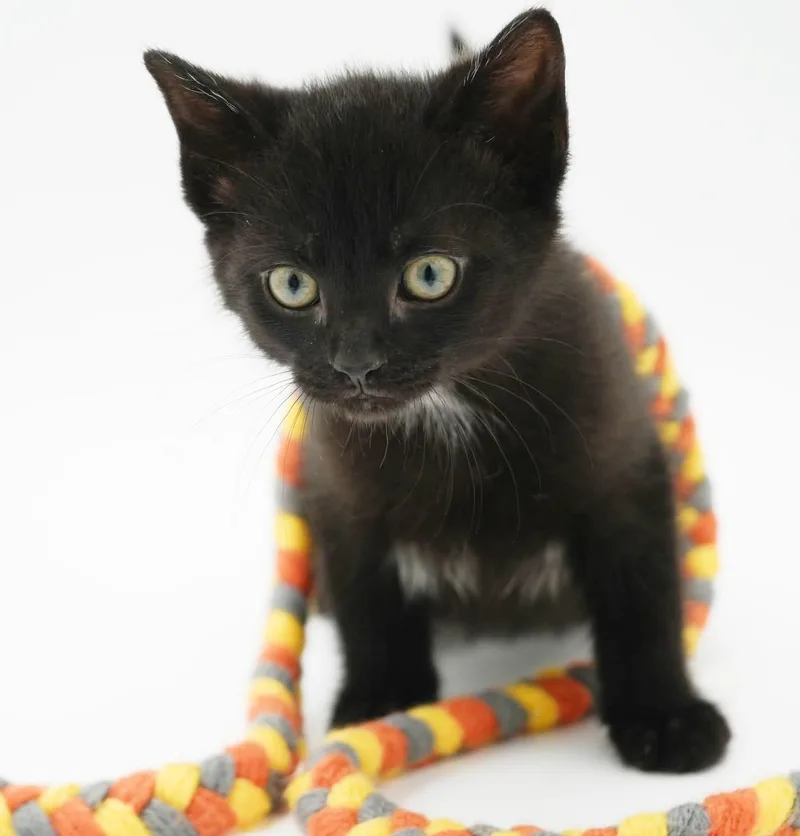 Shadow our stunning licorice thumbnail 3