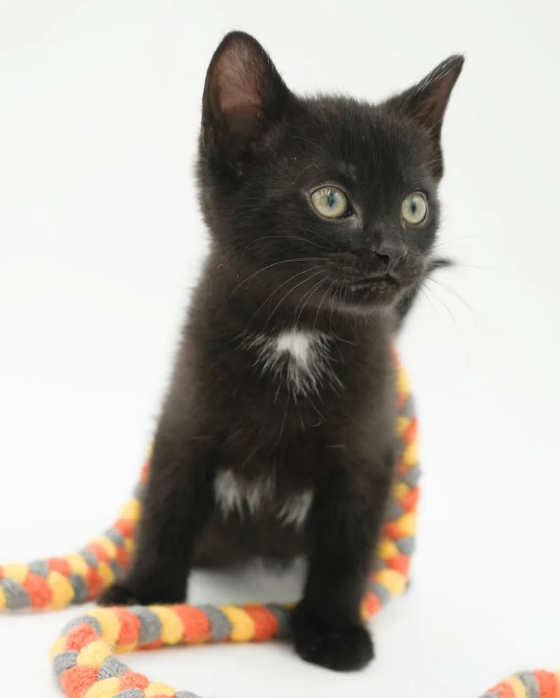 Shadow our stunning licorice thumbnail 4
