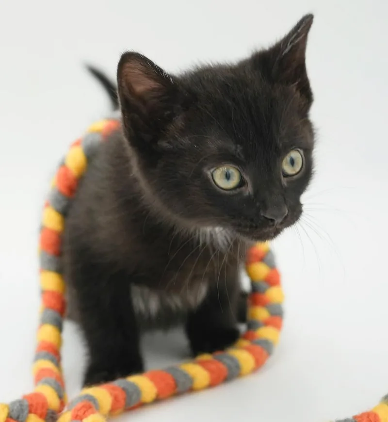 Shadow our stunning licorice thumbnail 5
