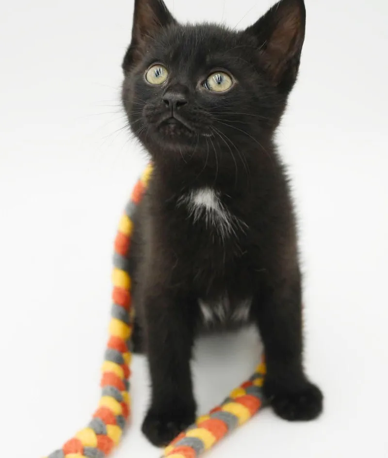 Shadow our stunning licorice thumbnail 6