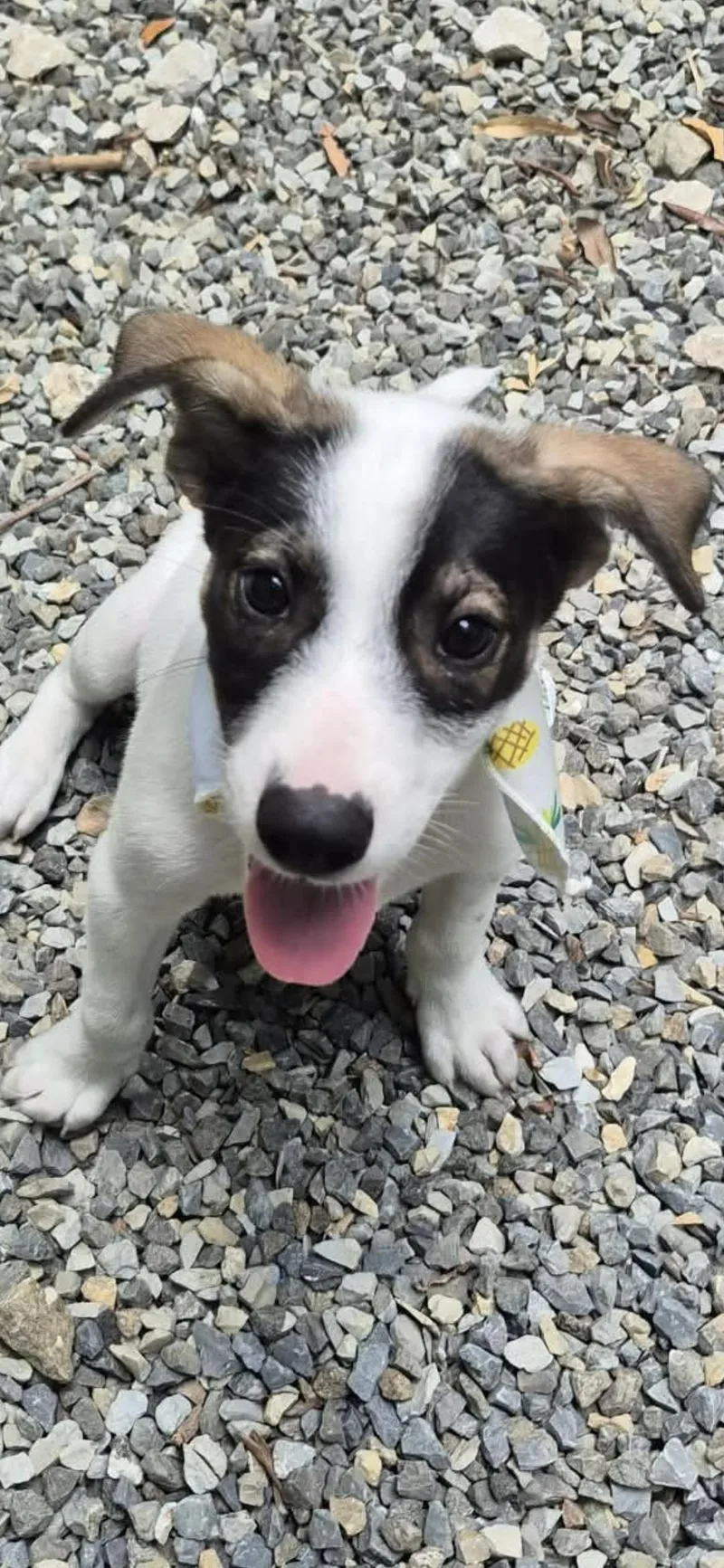 A baby medium-sized male Jack Russell Terrier dog named Chicho for adoption in New York, NY