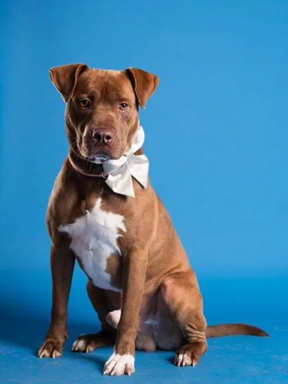 An adult medium-sized male Mixed Breed dog named Maxx for adoption in Atlanta, GA