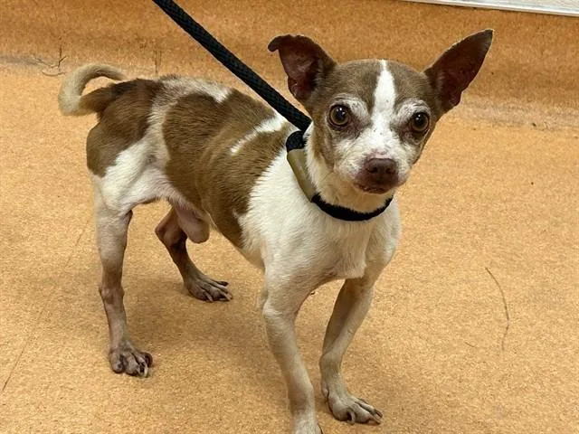 A senior small-sized male Chihuahua dog named A for adoption in Martinez, CA