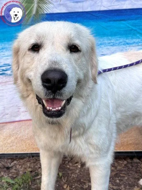 An adult large-sized female White / Cream Great Pyrenees dog named Josie for adoption in Spring, TX