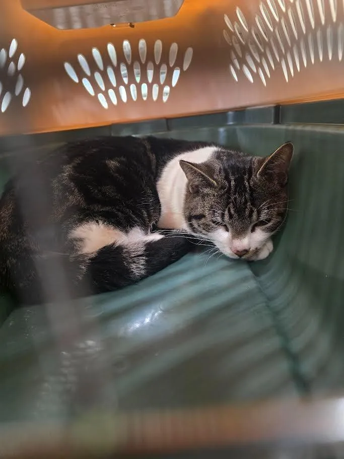 A young large-sized male Domestic Short Hair cat named Ivan for adoption in Glenfield, NY