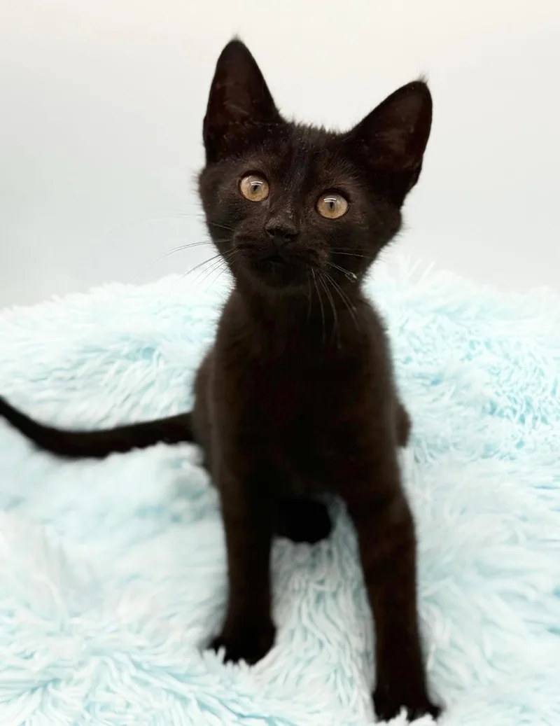 A baby medium-sized female Black Domestic Short Hair cat named Ladle for adoption in Covington, LA