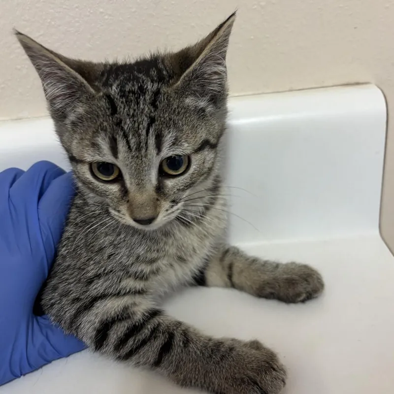 A baby small-sized female Brown / Chocolate Domestic Short Hair cat named Beagle for adoption in Salt Lake City, UT