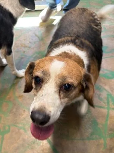 A senior medium-sized female Beagle dog named Freya for adoption in Brookhaven, MS