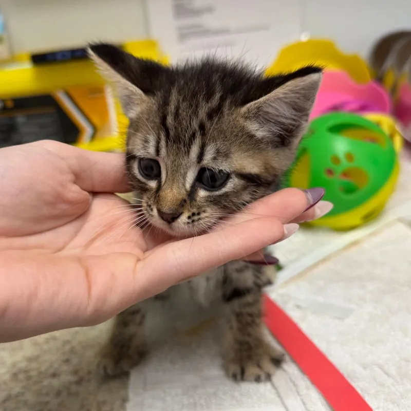 A baby small-sized female Brown / Chocolate Domestic Short Hair cat named Blueberry for adoption in Blairsville, GA