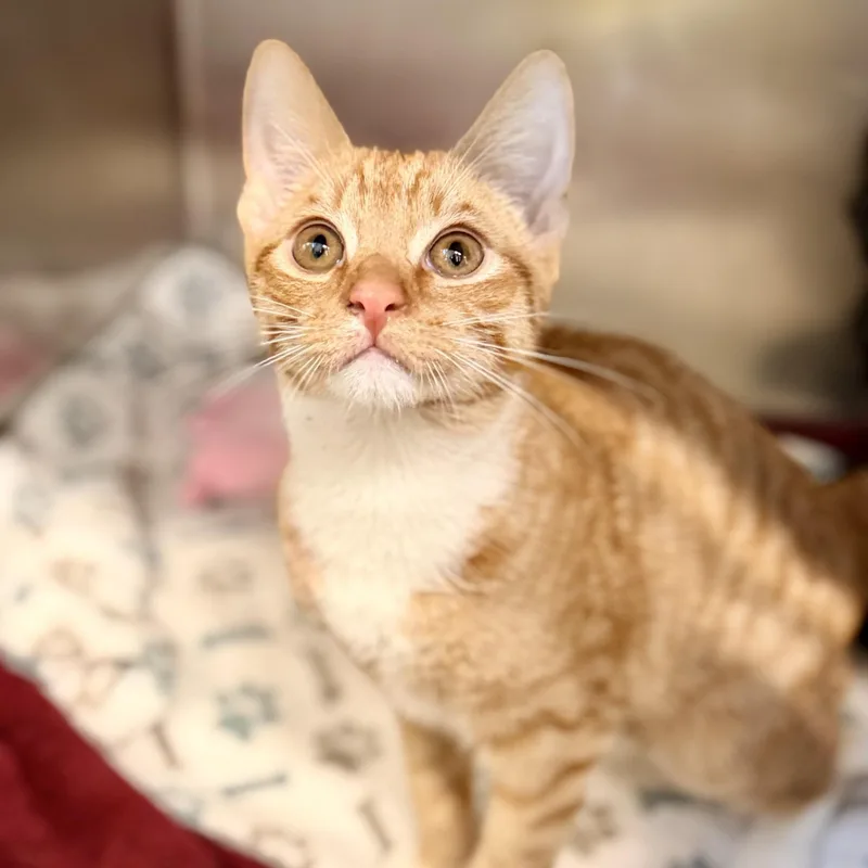 A young medium-sized male Orange & White Domestic Short Hair cat named Spike for adoption in Jackson, NJ