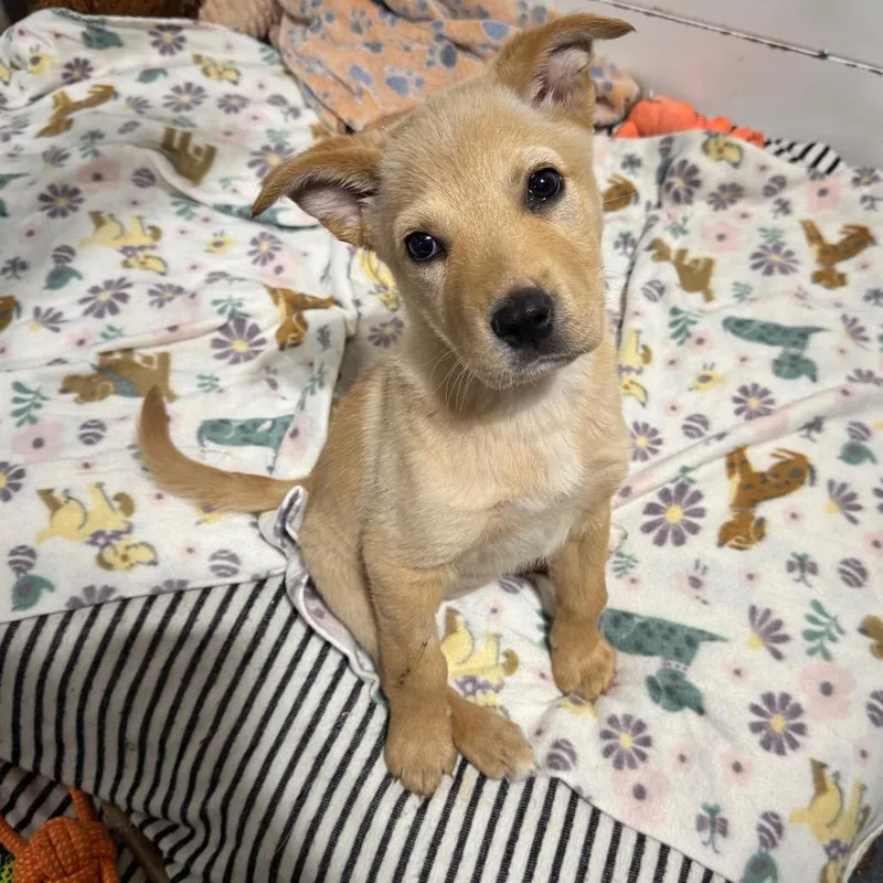 A baby small-sized female Yellow / Tan / Blond / Fawn Mixed Breed dog named Gretel for adoption in Buffalo, MN
