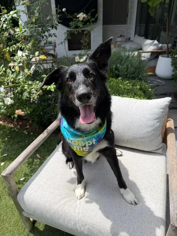An adult medium-sized female Border Collie dog named Suri for adoption in Manhattan Beach, CA