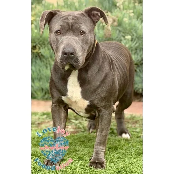 A senior large-sized female Gray / Blue / Silver Pit Bull Terrier dog named Koda Mb for adoption in Inglewood, CA