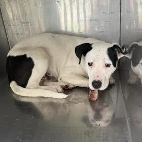 A young medium-sized male Black Mixed Breed dog named StraySt.MarysRoad for adoption in Columbus, GA