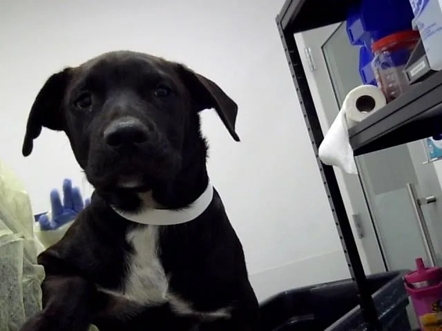 A baby large-sized female Labrador Retriever dog named Ember for adoption in Mesa, AZ