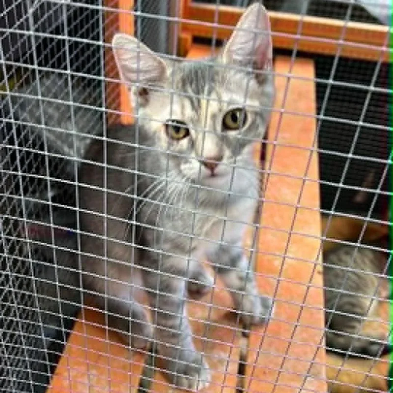 A baby small-sized female Domestic Short Hair cat named Martha for adoption in Antioch, CA