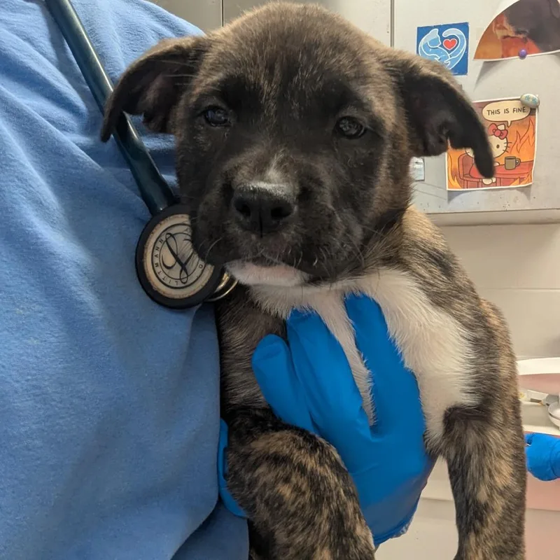 A baby small-sized female Brown / Chocolate Pit Bull Terrier dog named Antigone for adoption in Indianapolis, IN