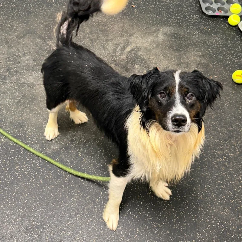 An adult medium-sized male Australian Shepherd dog named Jasper for adoption in Dayton, OH