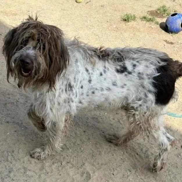 An adult small-sized female White / Cream German Wirehaired Pointer dog named Betsy for adoption in Santa Rosa, CA