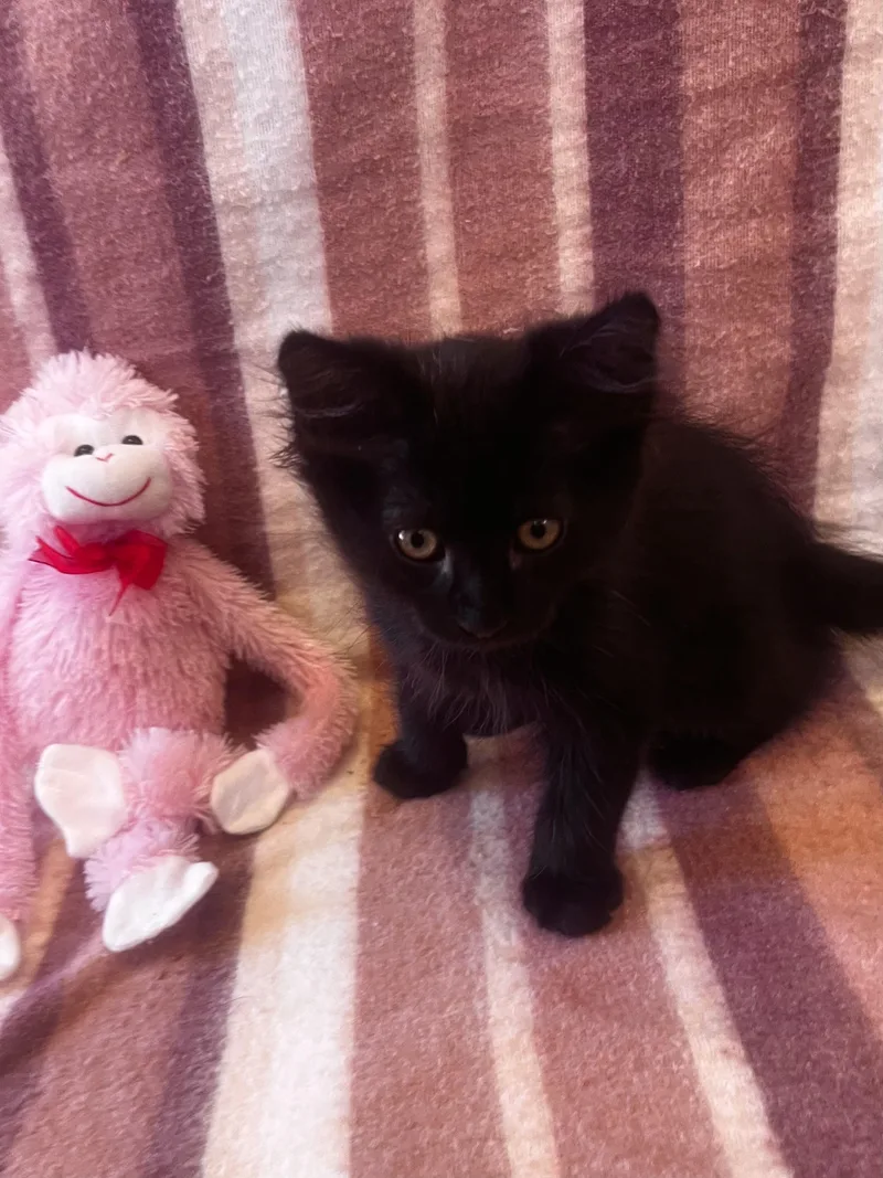 A baby large-sized male Domestic Long Hair cat named Fang for adoption in Spring Valley, CA