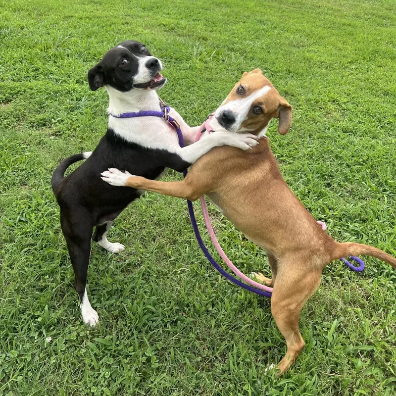 An adult medium-sized female Brown / Chocolate Retriever dog named Mae for adoption in Greenville, SC