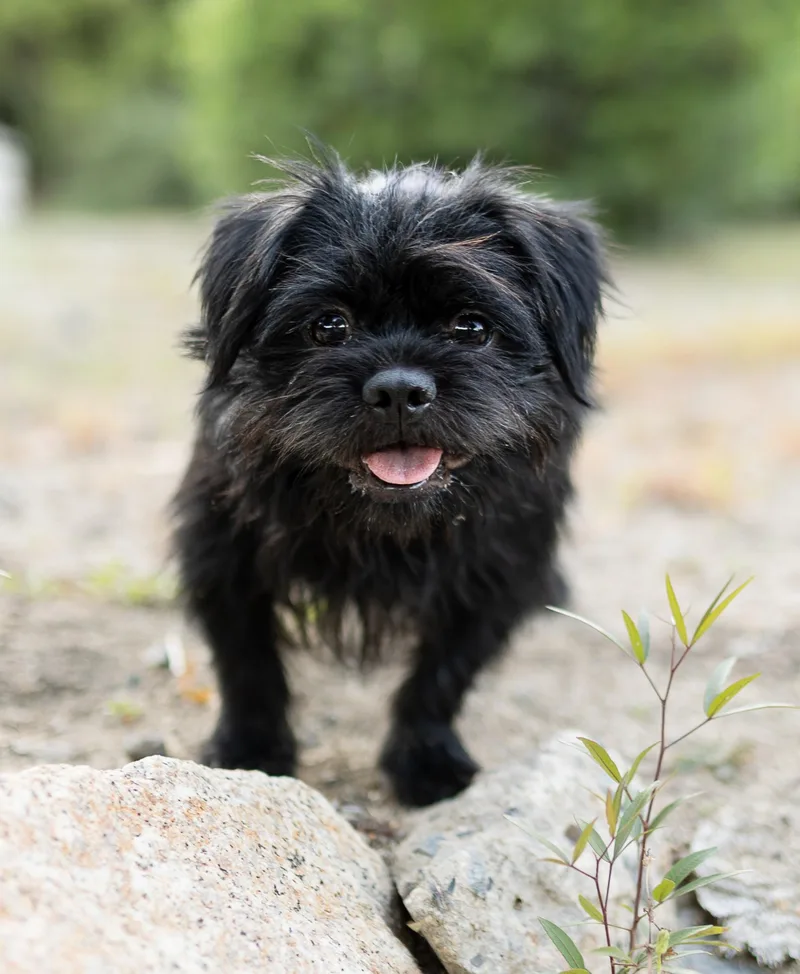 A young small-sized male Black Terrier dog named Benny for adoption in Temecula, CA