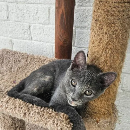 A baby medium-sized female Dilute Tortoiseshell Domestic Short Hair cat named Meg for adoption in Columbia, SC