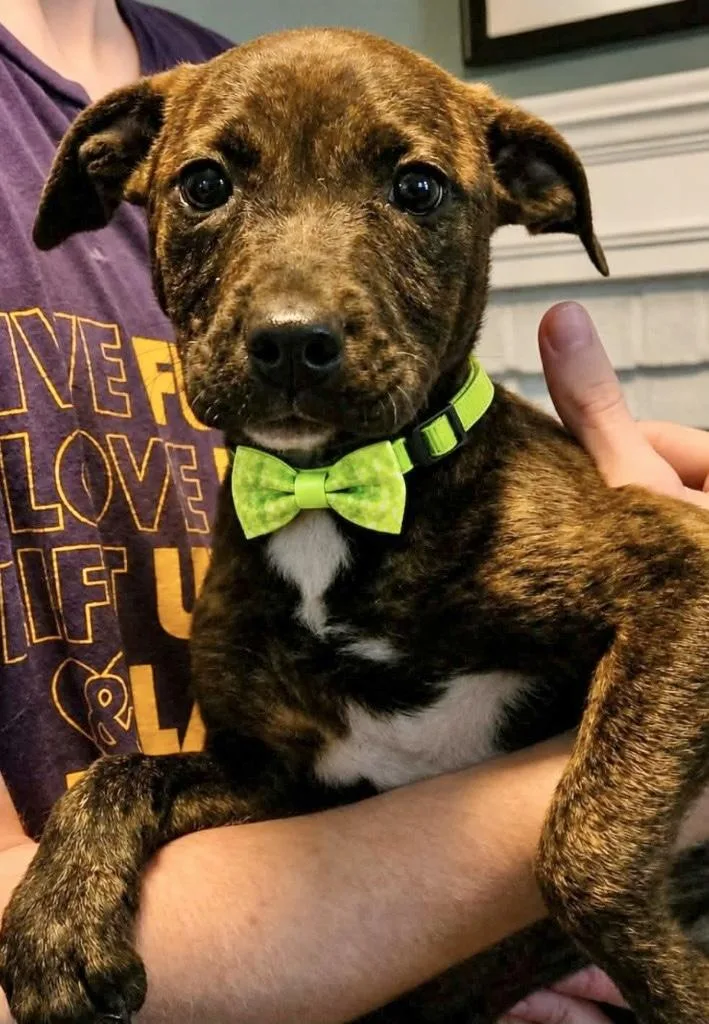 A baby medium-sized male Labrador Retriever dog named Zano for adoption in Manchester, CT