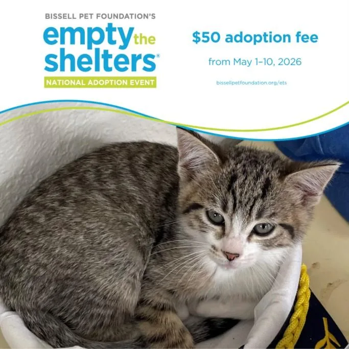 A baby small-sized female Domestic Short Hair cat named Indee for adoption in Santa Cruz, CA