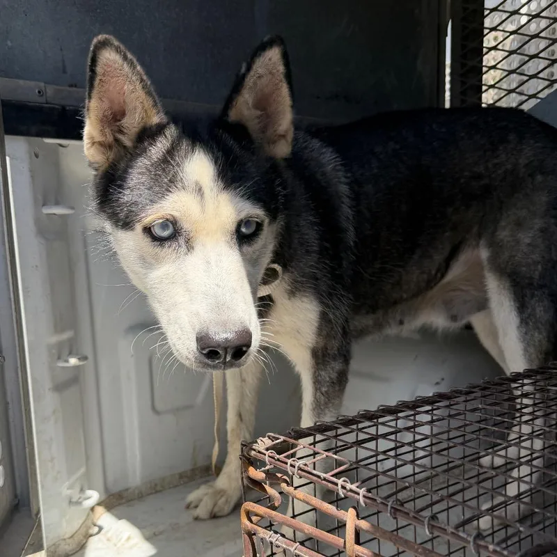 An adult large-sized female Husky dog named Bobby for adoption in Edinburg, TX