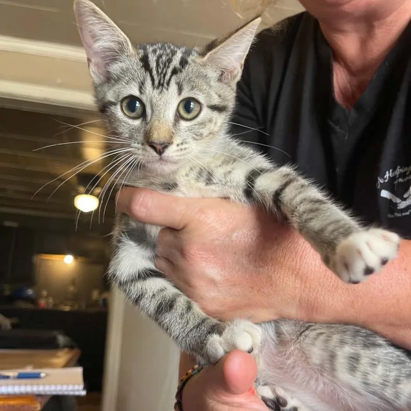 A baby medium-sized male Domestic Short Hair cat named Clover for adoption in St. Albans, VT