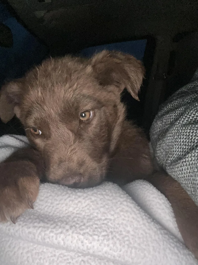 A young small-sized female Australian Cattle Dog / Blue Heeler dog named CoffeeSistersJava for adoption in Hardin, MT