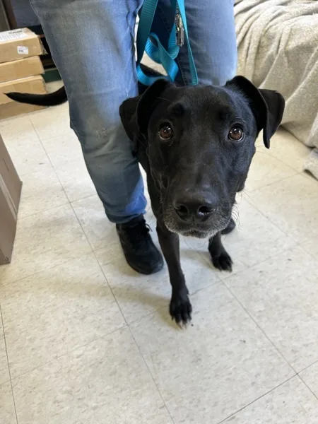 An adult medium-sized male Mixed Breed dog named Trivet for adoption in La Grange, KY