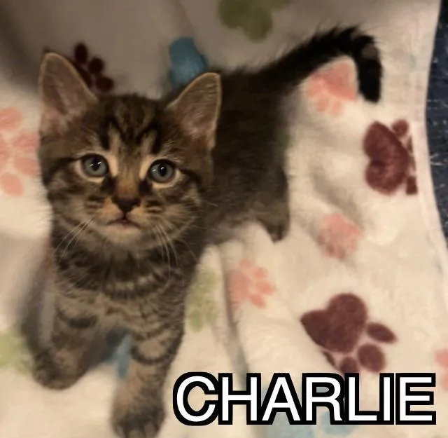 Charlie thumbnail 2